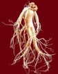 PANAX GINSENG: ΑΠΟ ΤΗΝ ΚΟΡΕΑ ΜΕ ΑΓΑΠΗ…